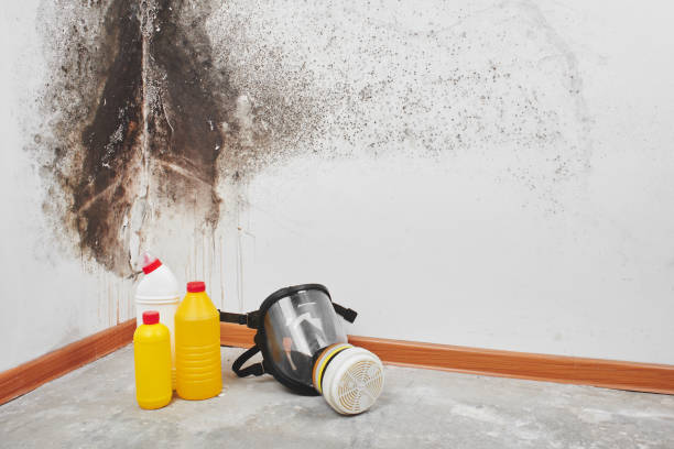 Best Toxic Mold Removal  in Siena College, NY