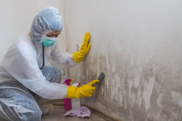 Best Residential Mold Removal  in Siena College, NY