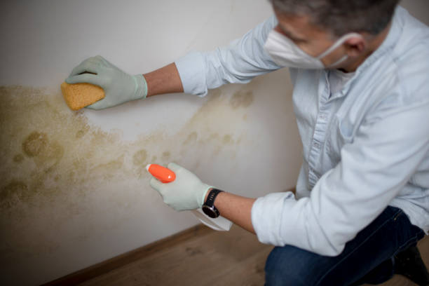 Best Office Mold Removal Services  in Siena College, NY